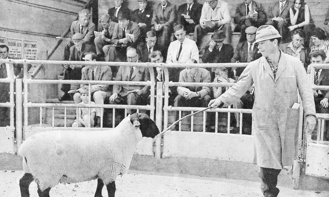 A Suffolk ram in the ring at Bury market in 1965, with buyers gathered around
