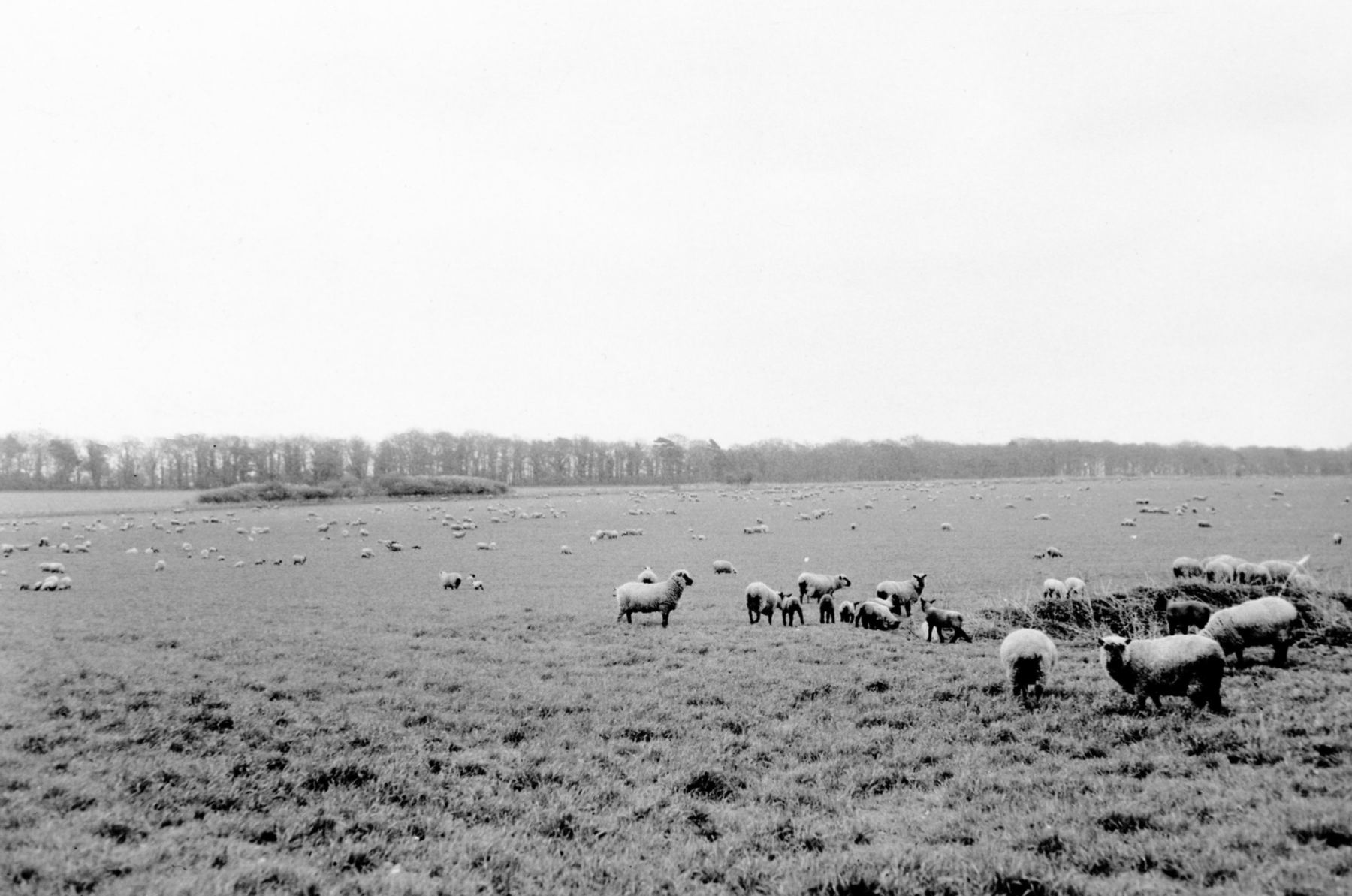 A large flock grazing the Lackford fields in 1958