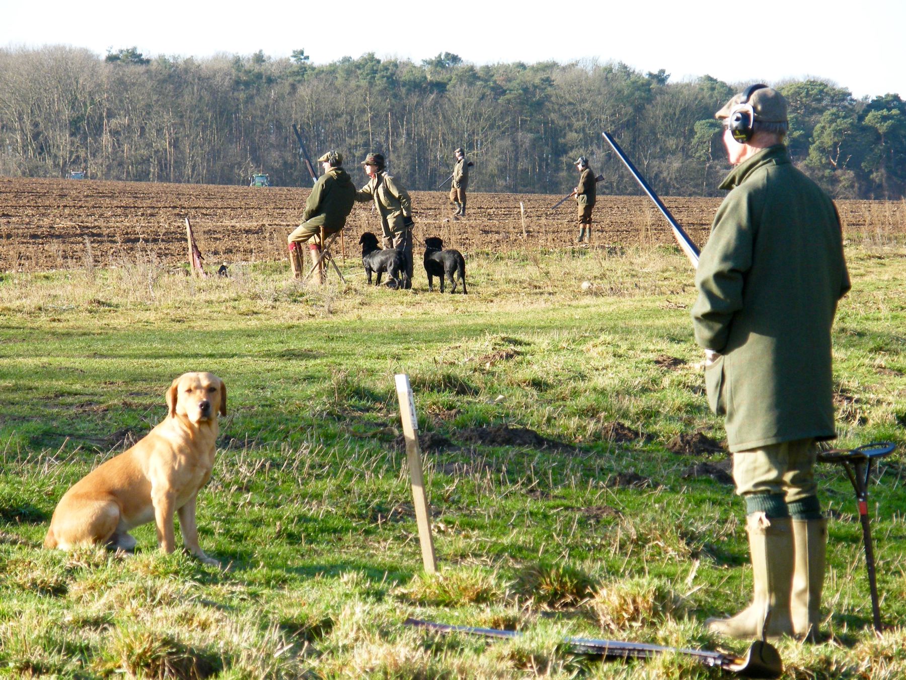 Guns and labradors waiting at their pegs along a field edge on the Lackford Estate