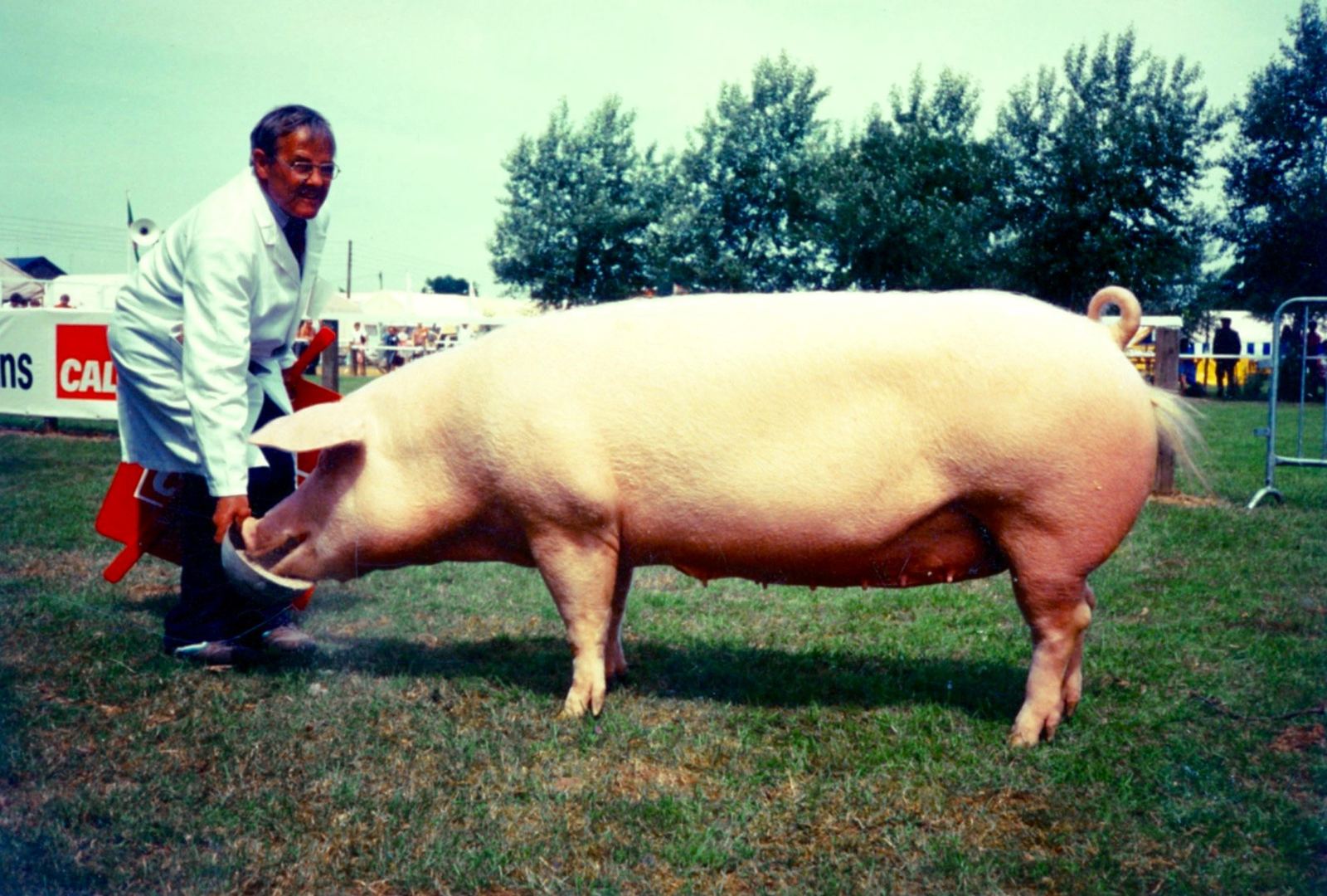 Reg Simpkin with a champion Landrace pig outdoors at a show