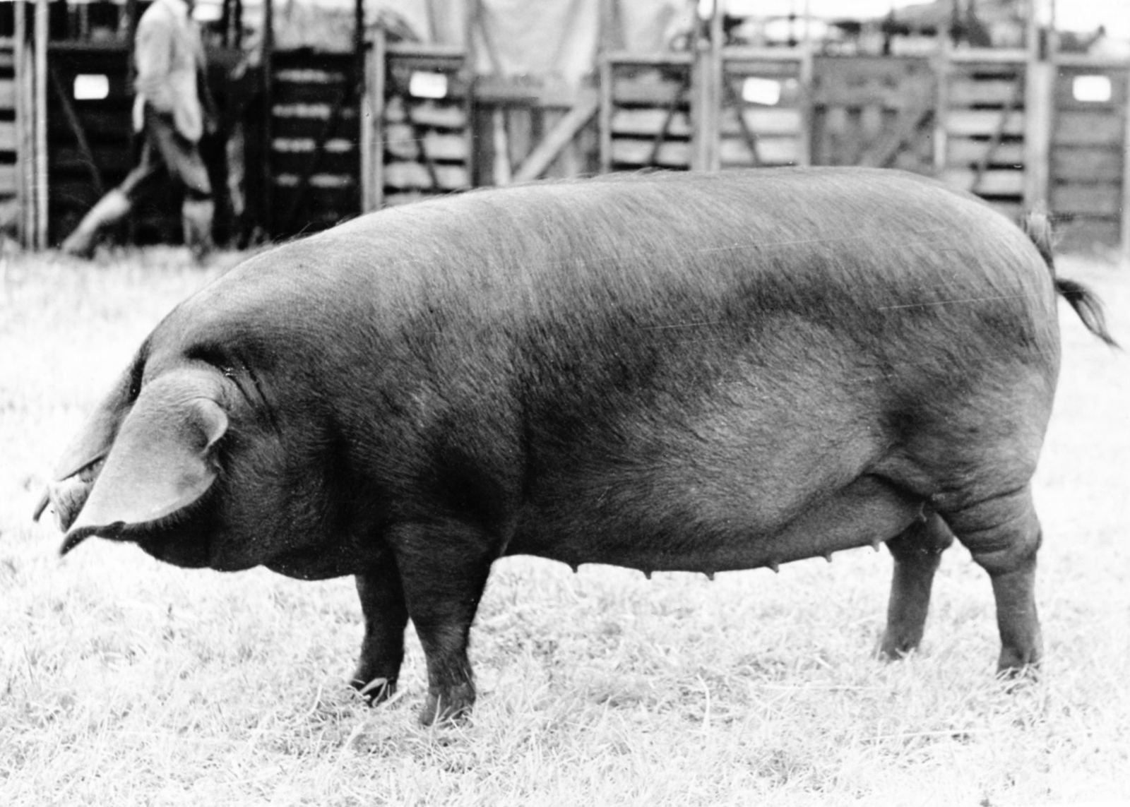 A Large Black sow from the Pakenham herd, shown around 1950